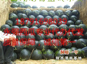 陕西黑皮无子西瓜批发，花无籽西瓜基地价格