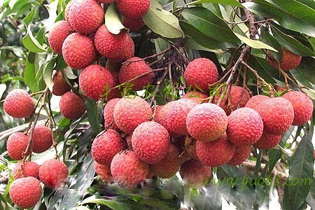 供应荔枝 桂味荔枝 妃子笑荔枝 无核荔枝 鸡嘴荔 百香果