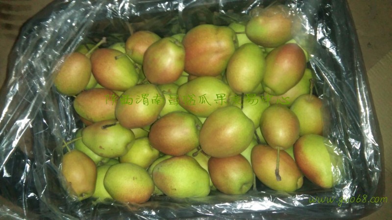 陕西库存红香酥梨基地价格