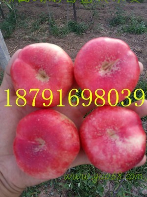 陕西油蟠桃批发陕西大棚油桃5月大量上市