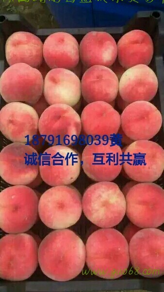 陕西毛桃批发陕西毛桃产地批发陕西毛蟠桃产地批发
