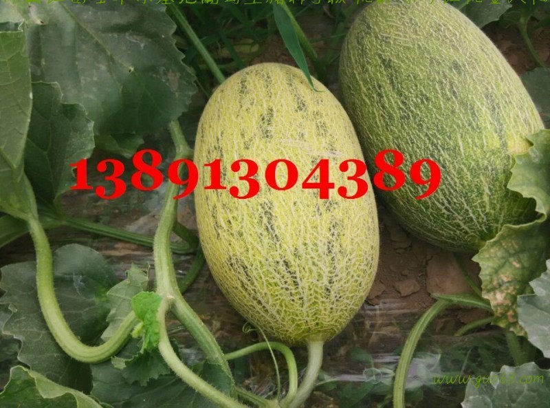 陕西大棚温室哈密瓜产地批发上市价格