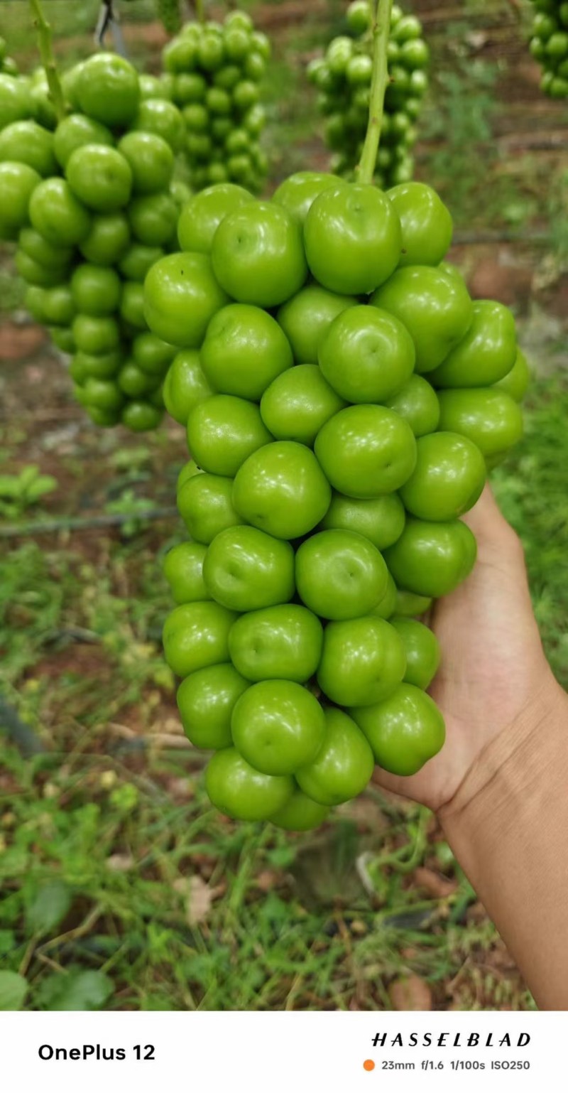 阳光玫瑰，克伦生，蓝宝石