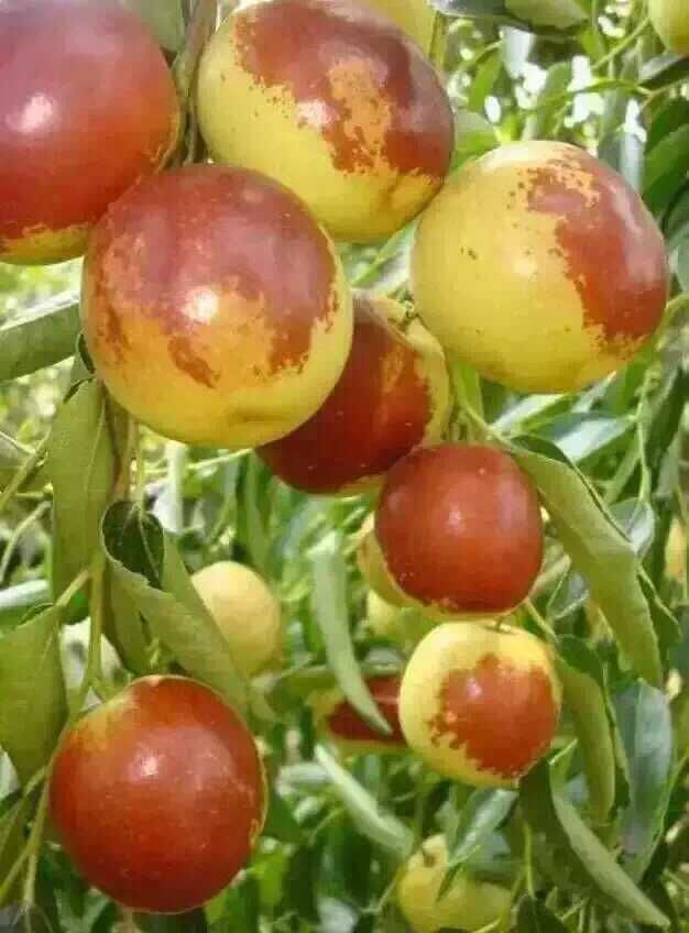 陕西冬枣基地价格