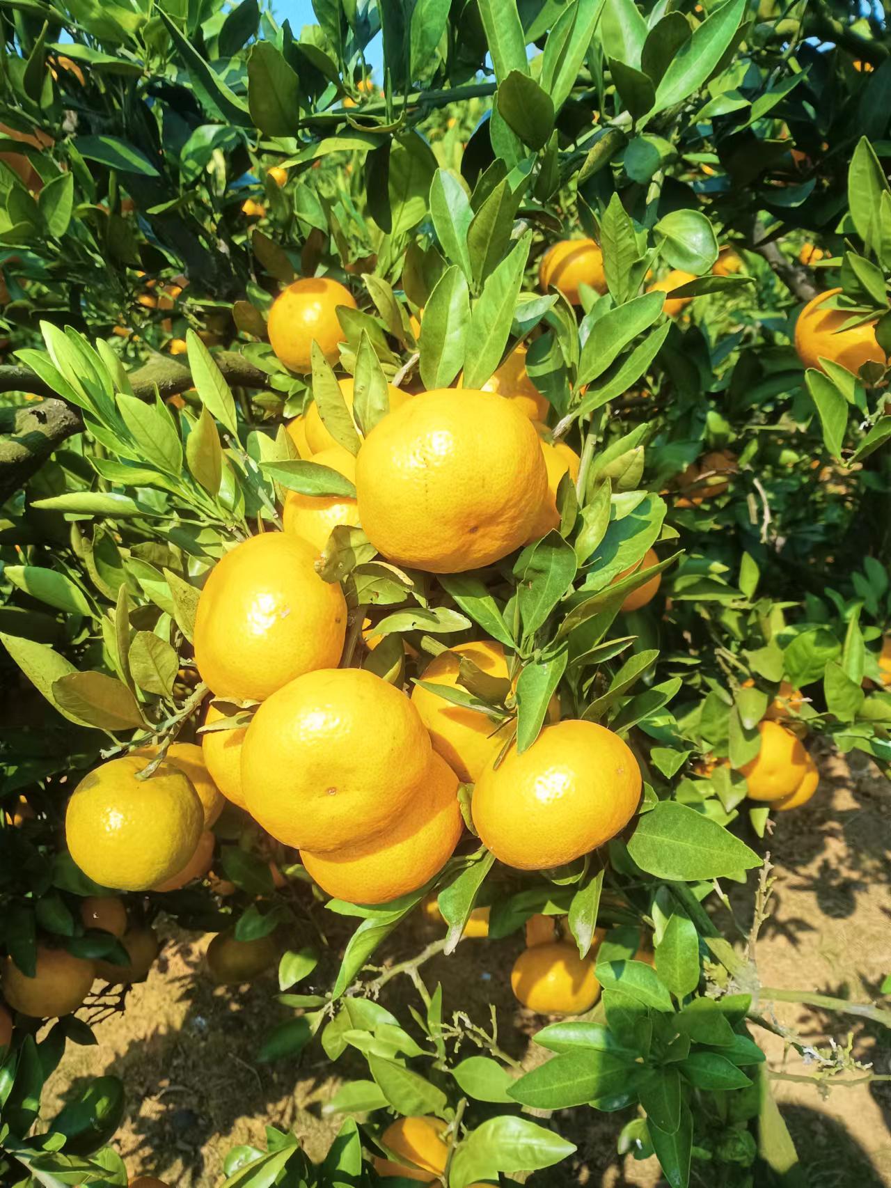 湖南常德澧县柑橘