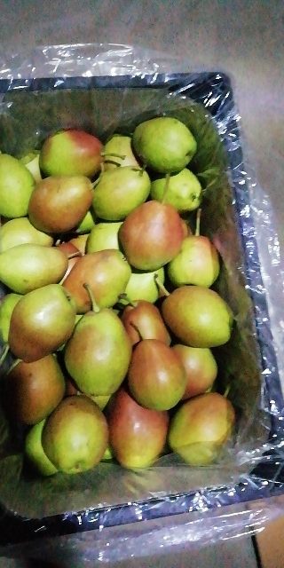 大荔县红香酥梨批发