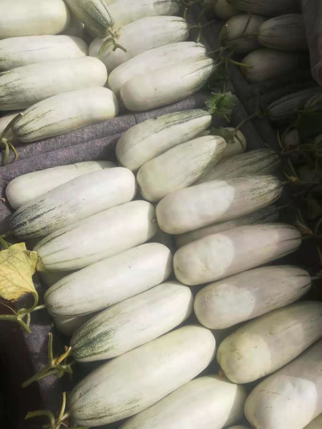 山东莘县博洋61甜瓜持续掉价