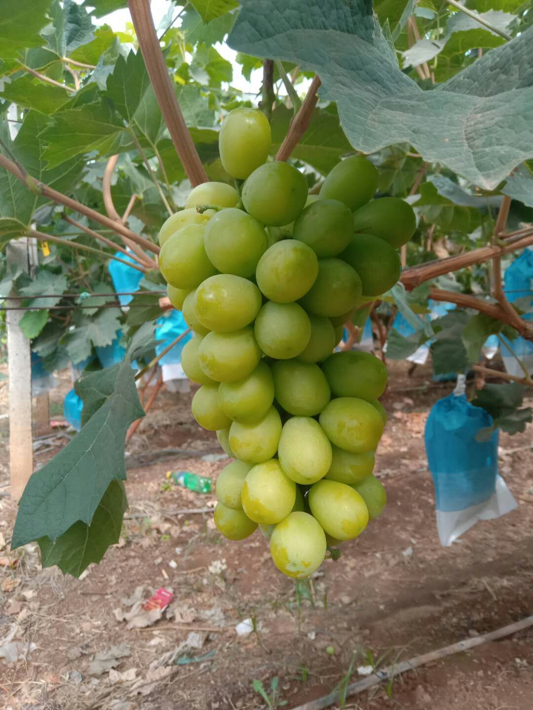 阳光玫瑰 香印青提 云南阳光玫瑰产地代办