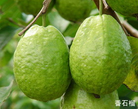 供应番石榴苗品种 玉林红肉番石榴与芭乐石榴苗种植园