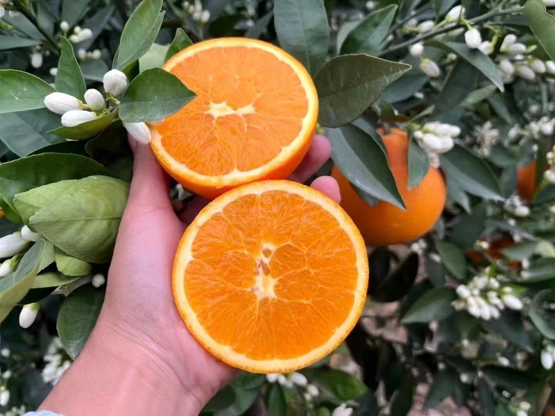 秭归伦晚脐橙
