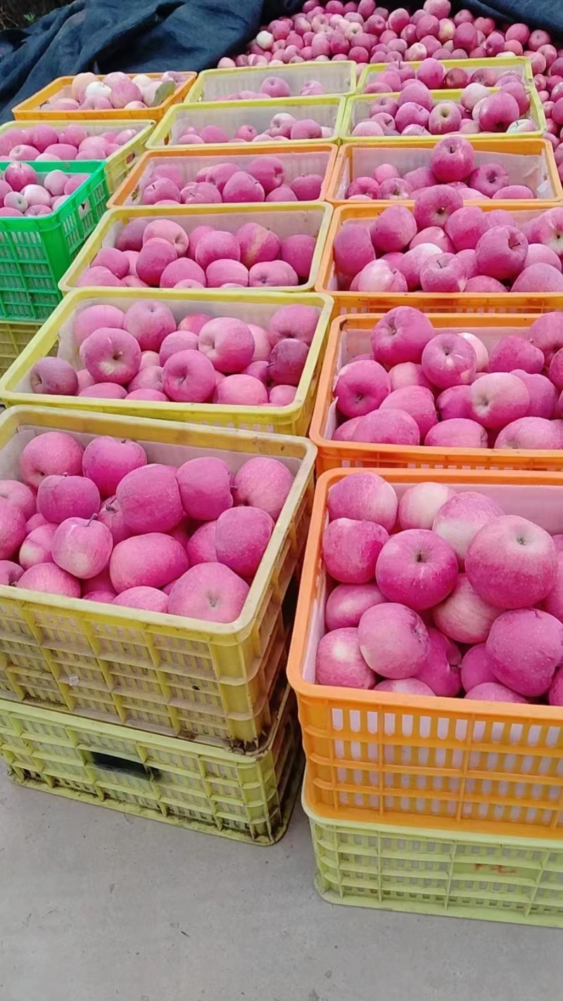 礼县富士、花牛苹果