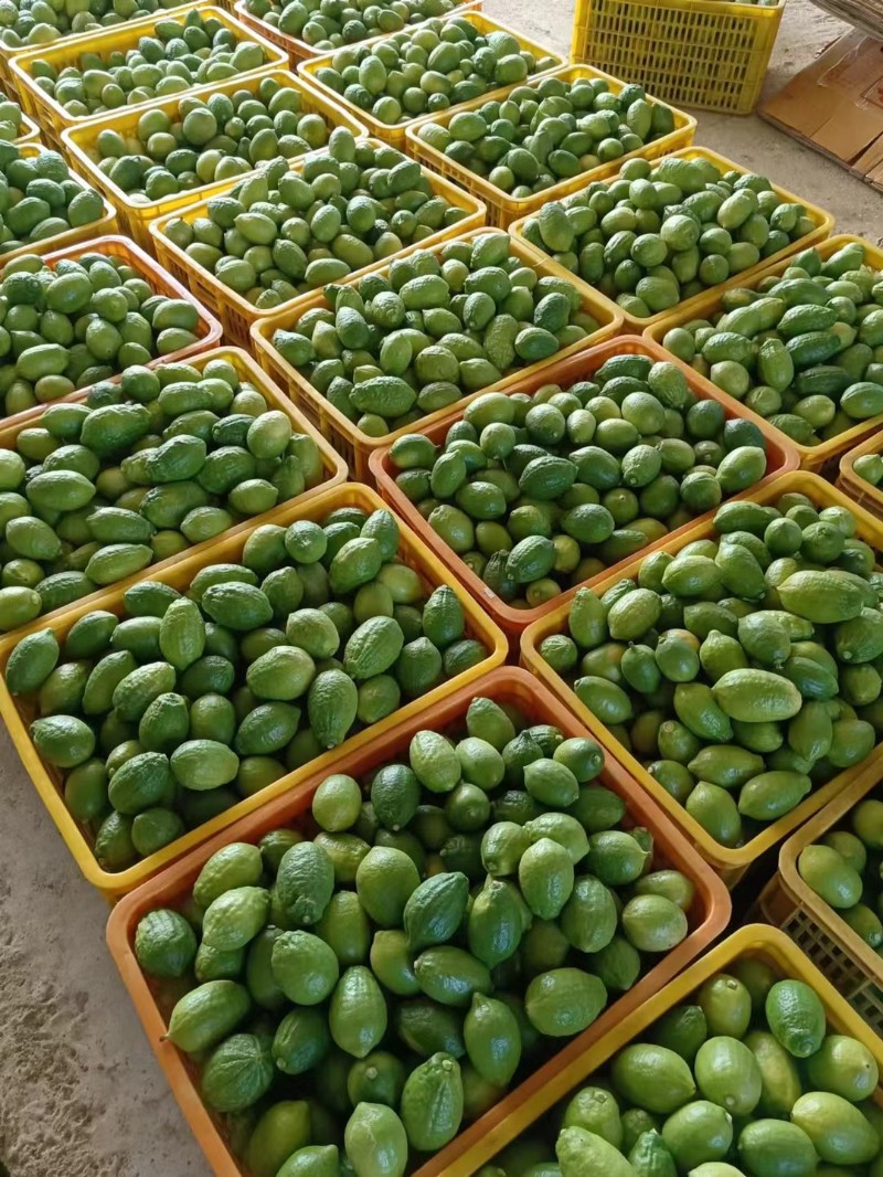 广东香水柠檬一级果包膜