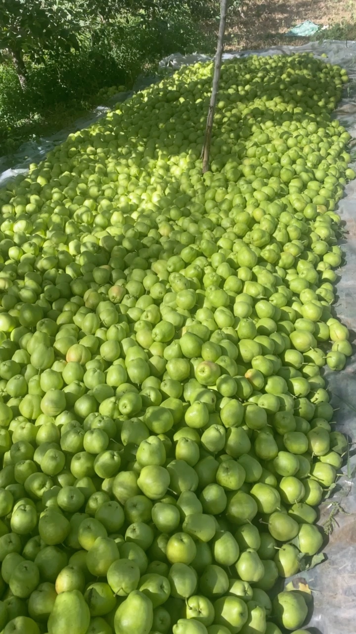 早酥梨、彩虹梨