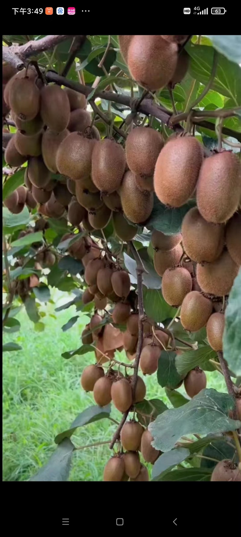 眉县徐香猕猴桃小冯果园直发