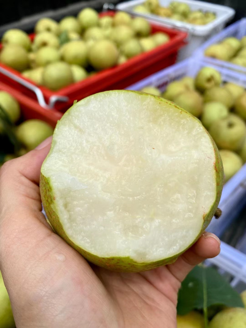 福建武平脆蜜梨 苹果梨