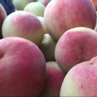 山东优质金秋红蜜映霜红毛桃大量上市，货源充足