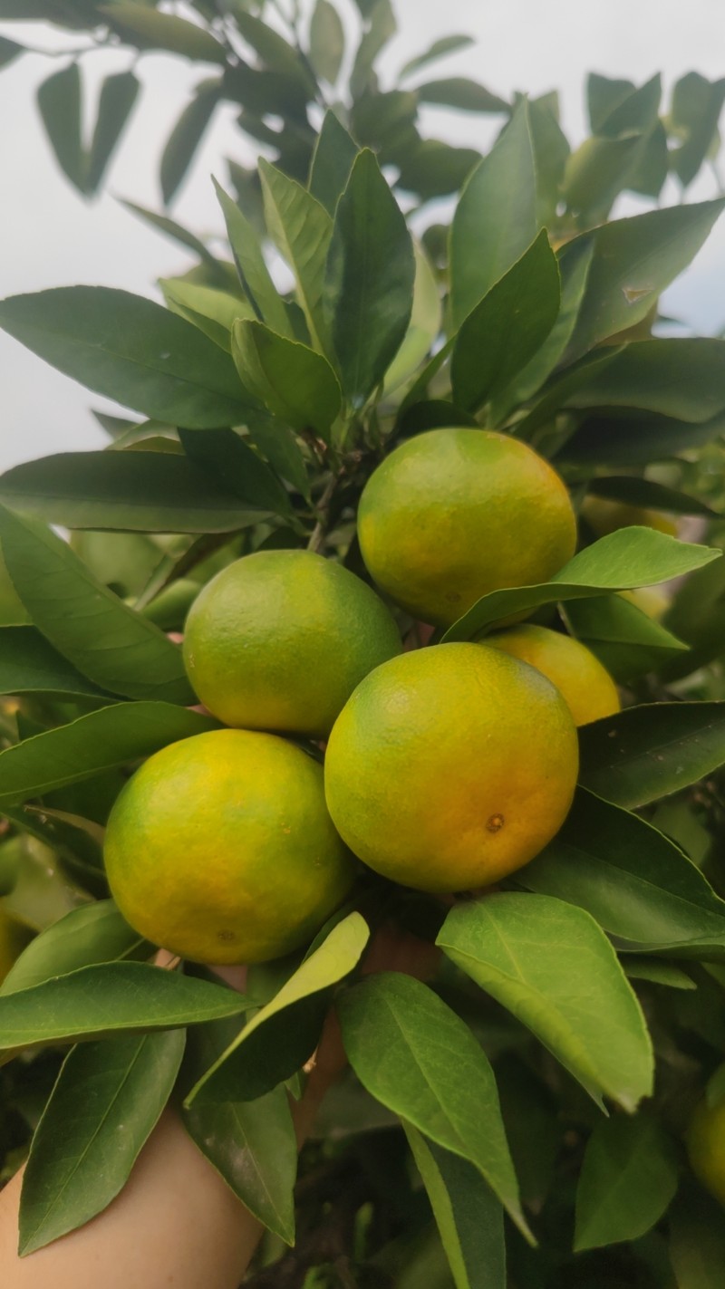 湖北宜昌普早柑橘