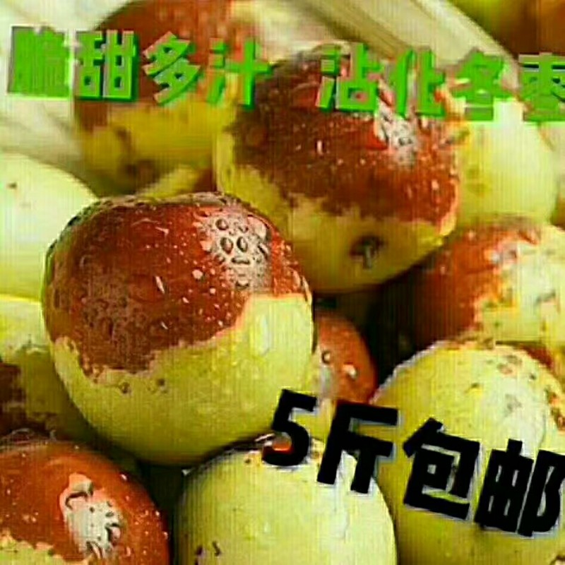 自家种的冬枣上市啦