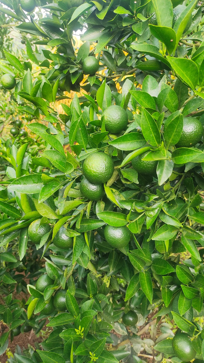 广西浦北县新会小青柑茶枝柑大红皮