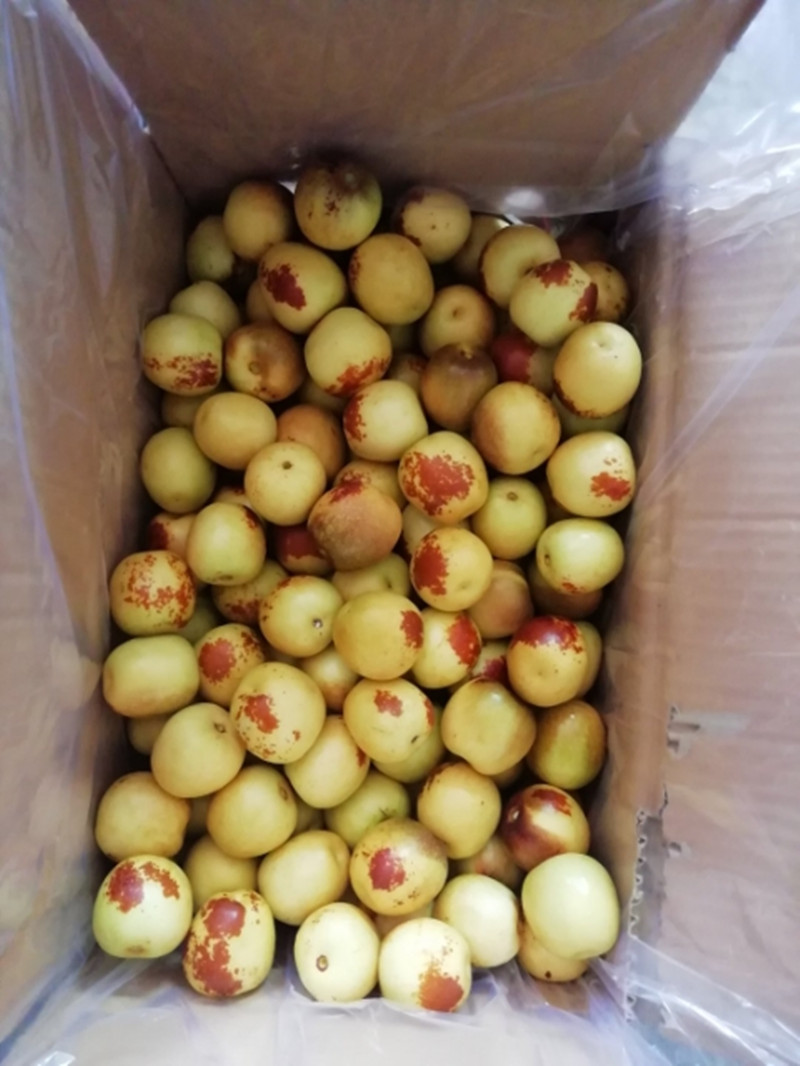 大荔冬枣批发 陕西冬枣基地价格