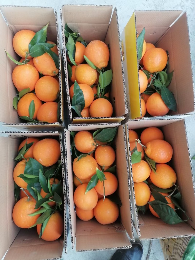 奉节脐橙:   扭荷，福本，72-1