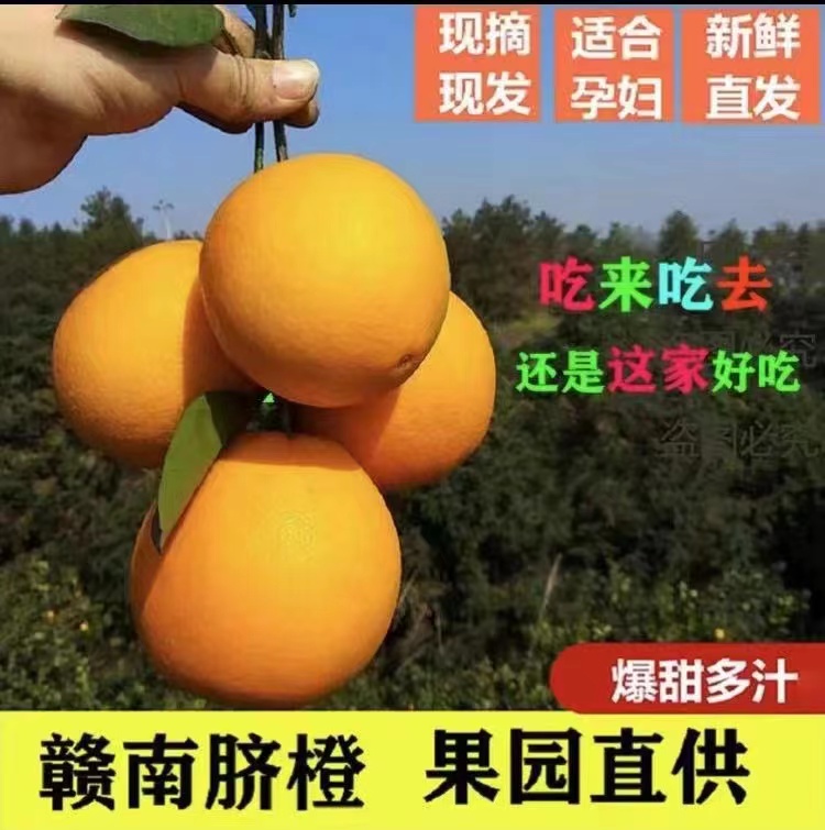 赣南脐橙1