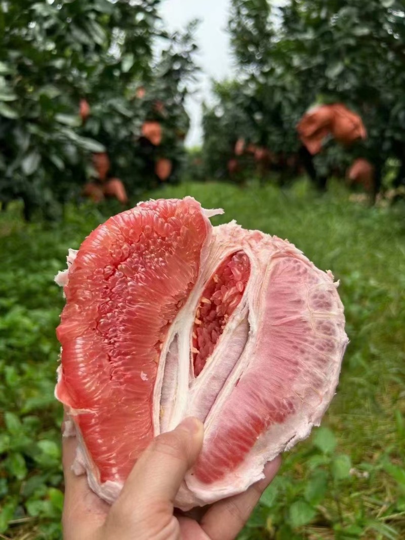 红心蜜柚，三红蜜柚