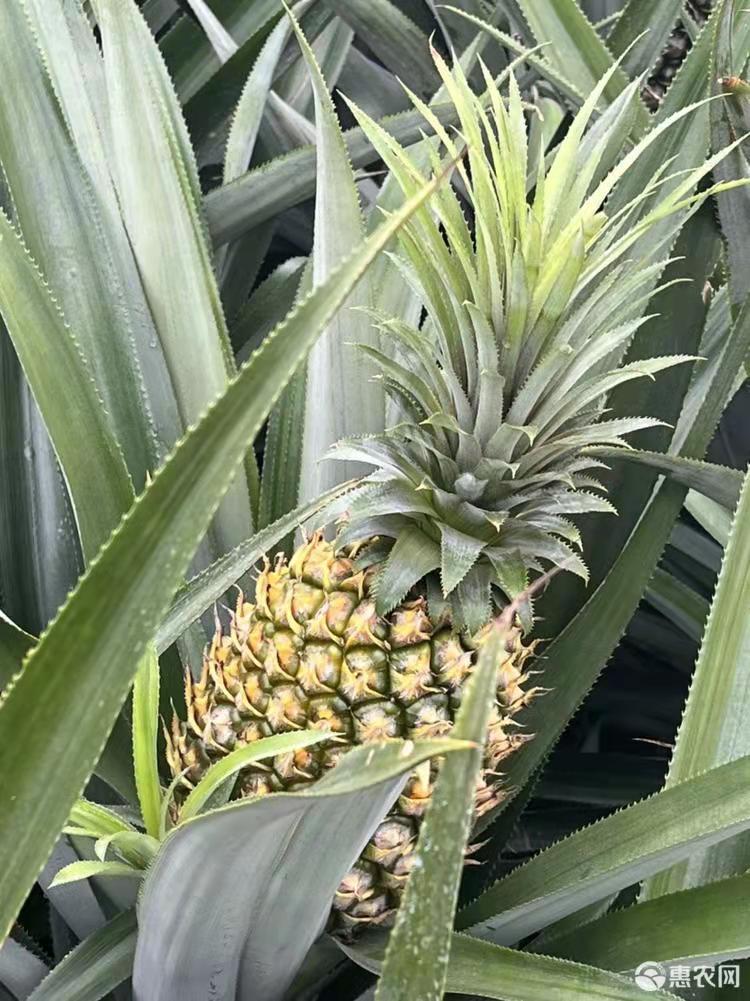 湛香园农产品专业合作社