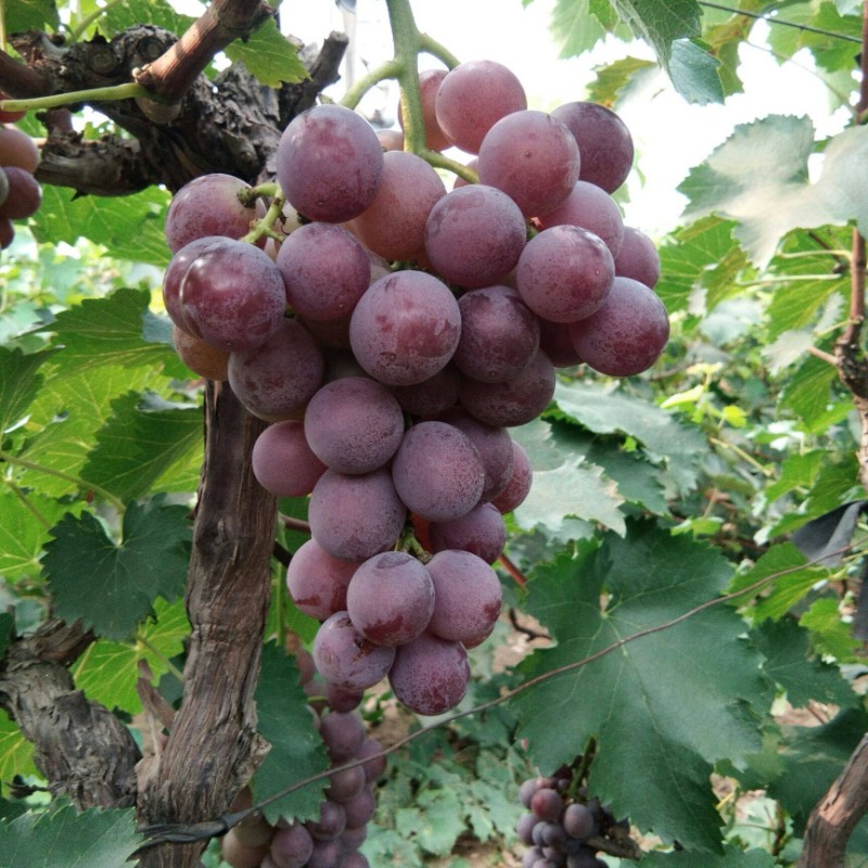 巨峰葡萄