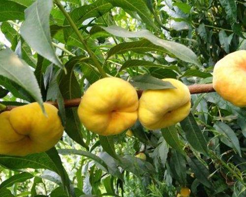 黄金蟠桃批发 陕西黄金蟠桃价格 纸袋黄金蟠桃基地