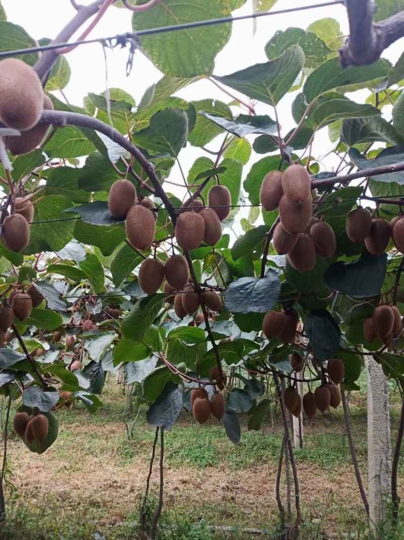 周至翠香猕猴桃