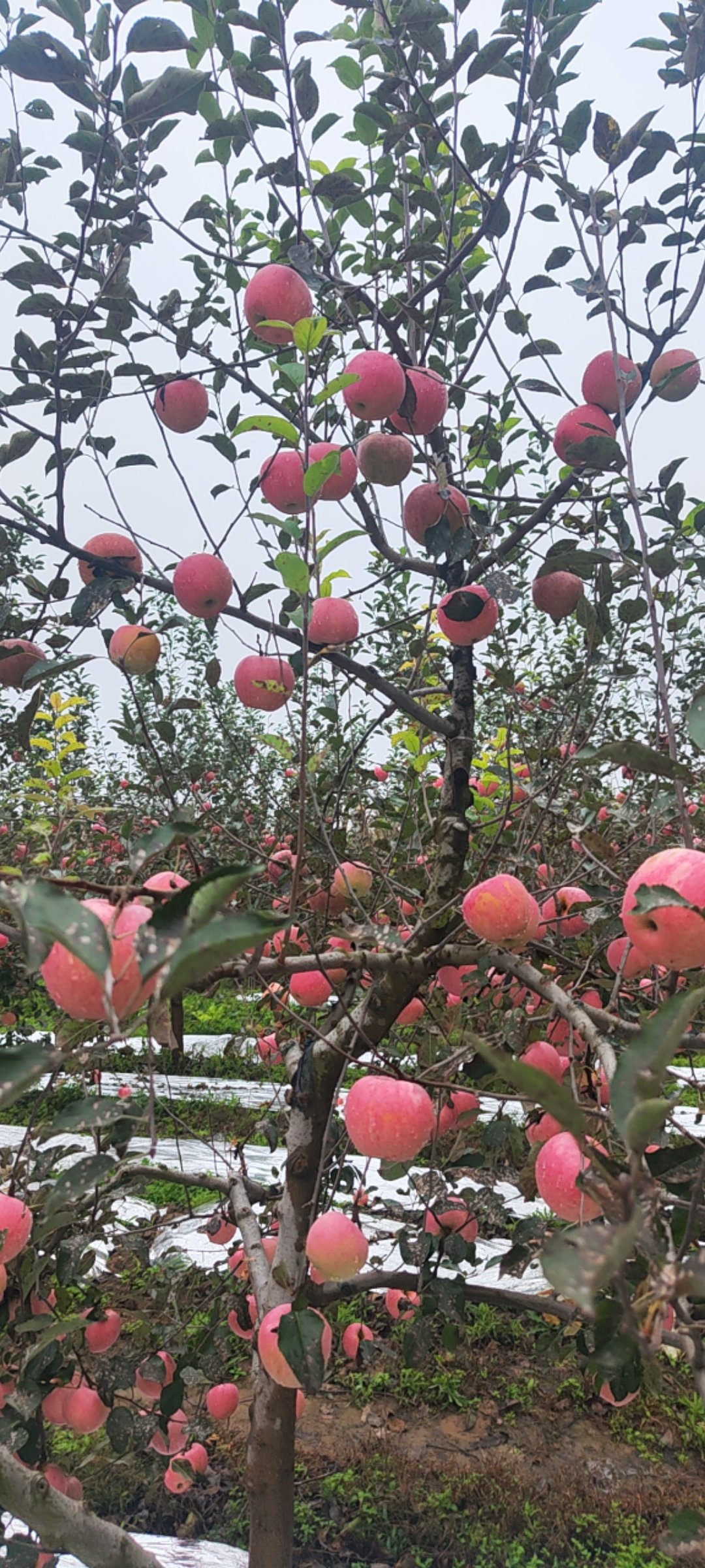 陕西咸阳淳化秦冠，富士