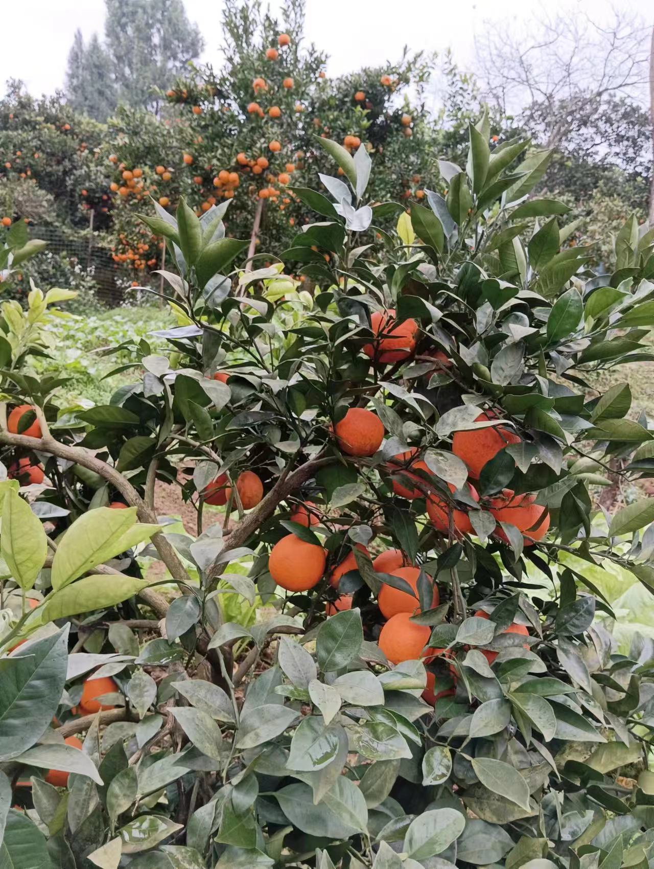 四川邻水纽荷尔、血橙、脐橙