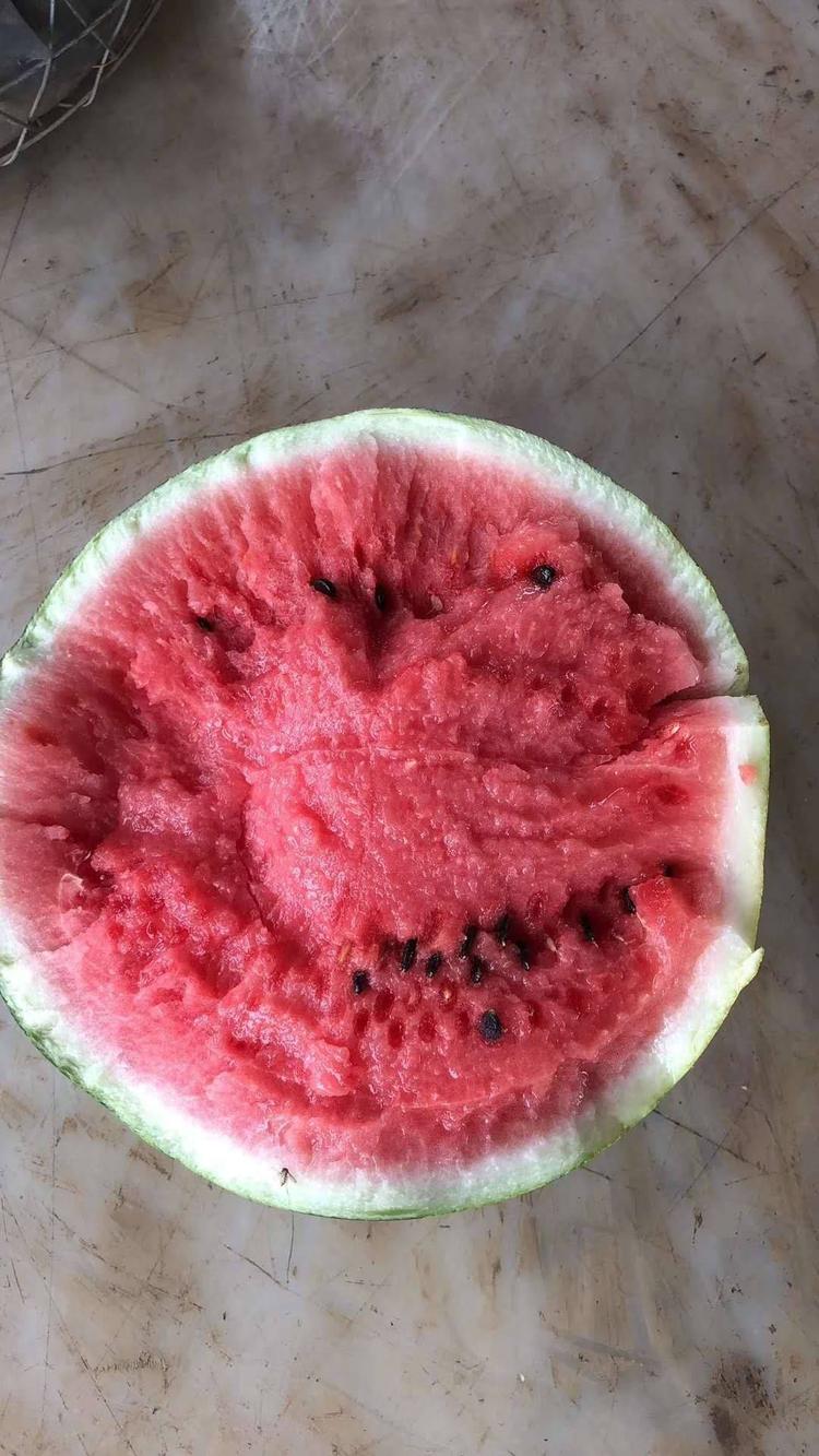 开封通许美都西瓜上市时间@河南开封西瓜代办代收联系