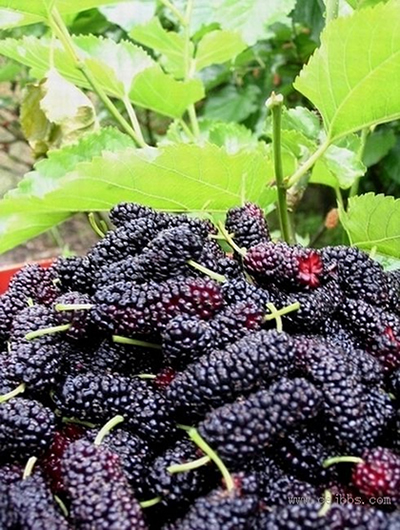 供应果桑苗和蚕桑苗 广西桂桑强桑农桑苗简介