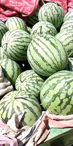 各种西瓜已经上市联系名片中电话西瓜代办代发