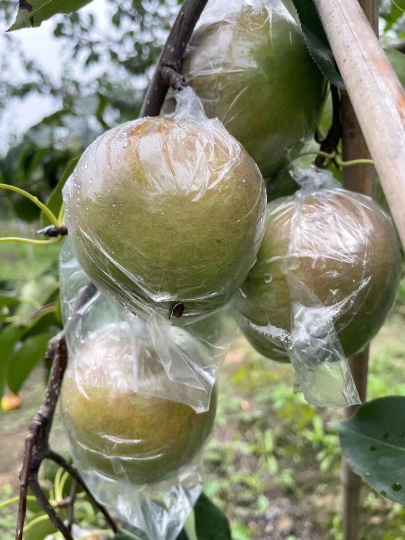 陕西玉露香梨批发