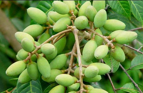 供应广西橄榄和发财树种子 橄榄苗和发财树苗