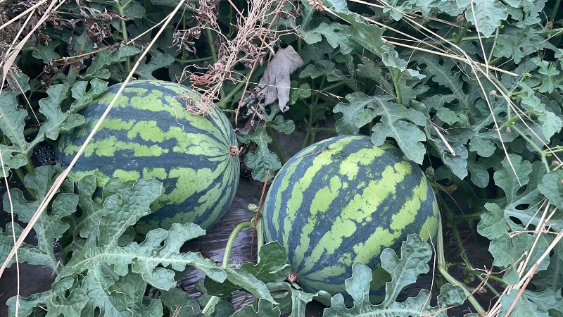 甘肃省平凉市华亭市精品西瓜