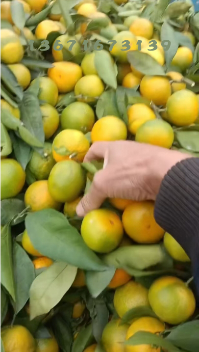 柑橘，桔子，代办