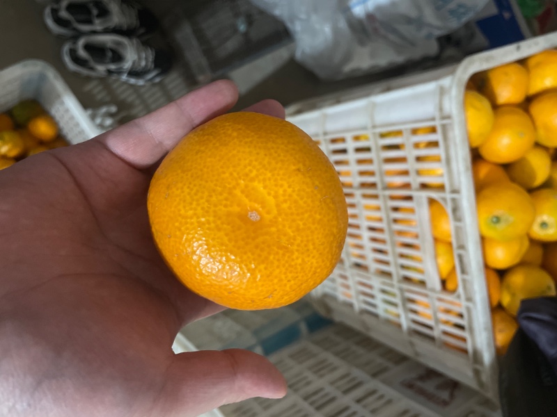 柑子（国庆一号）