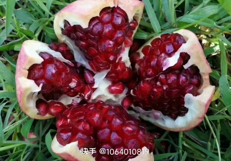 会泽盐水软籽石榴