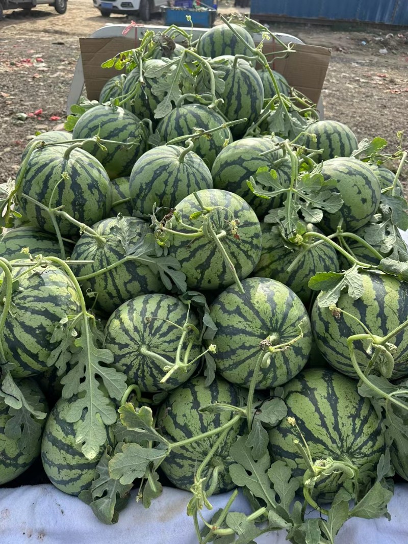 山东大棚甜王西瓜价格不高