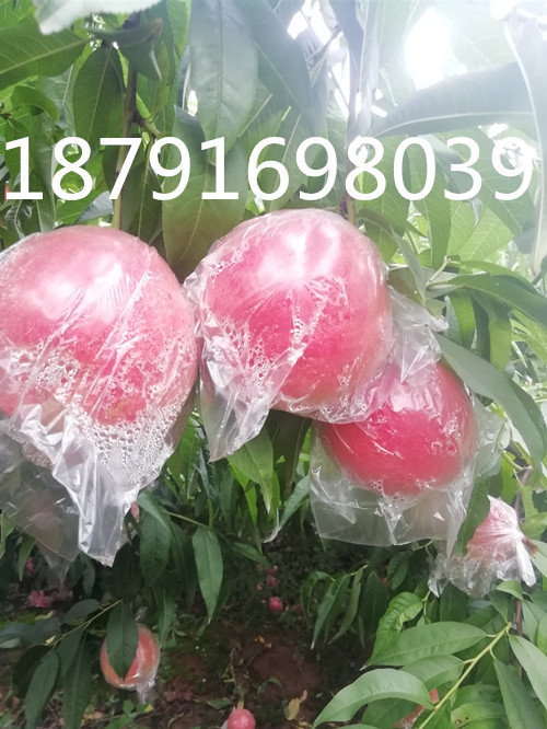 陕西膜袋毛桃批发 膜袋阿布白毛桃价格 