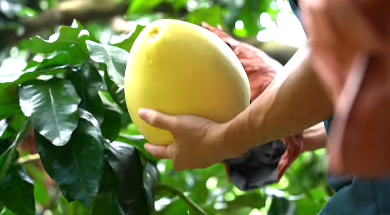 容县蜜柚、容县沙田柚