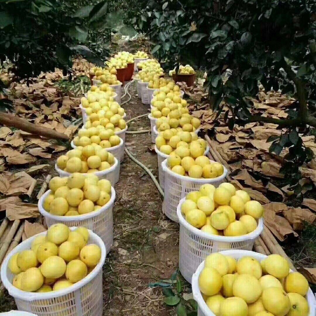 果农自产自销果农直售！福建平和原产地三红柚红心柚蜜柚柚子！