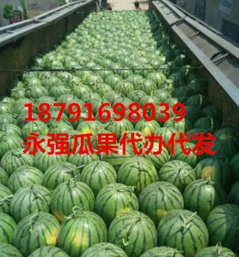 陕西直生苗无籽甜王西瓜价格陕西甜王西瓜基地