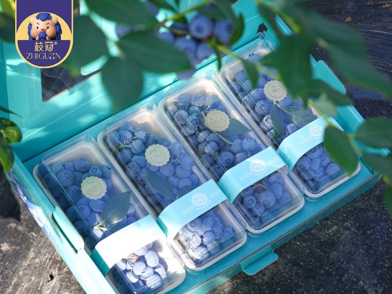 枝冠蓝莓 蓝莓鲜果 20262026770