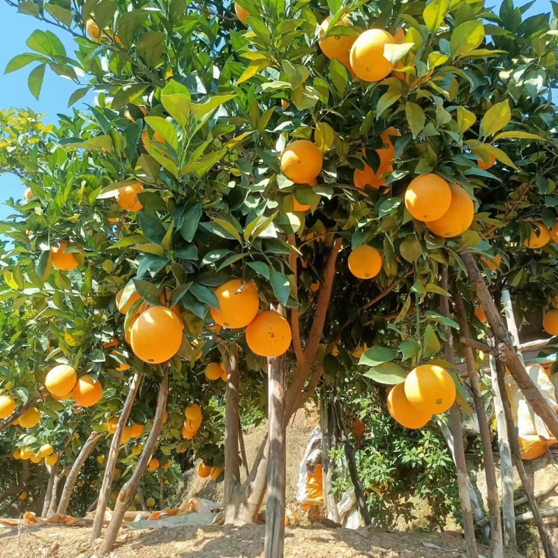 赣南脐橙小岭橙