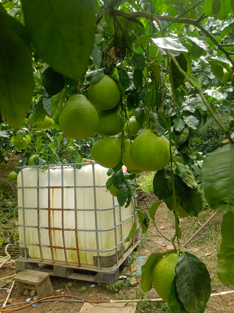 梅州桃尧沙田柚